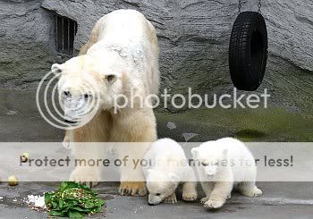 polarbears3.jpg