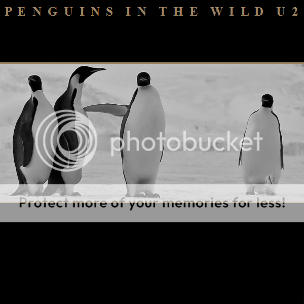 penguinwild600_zps13863767.png