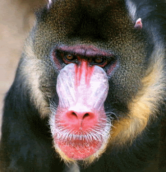 mandrill-baboon.gif