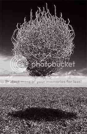 tumbleweed-1.jpg