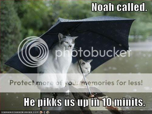 funny-pictures-cats-umbrella-rain-f.jpg