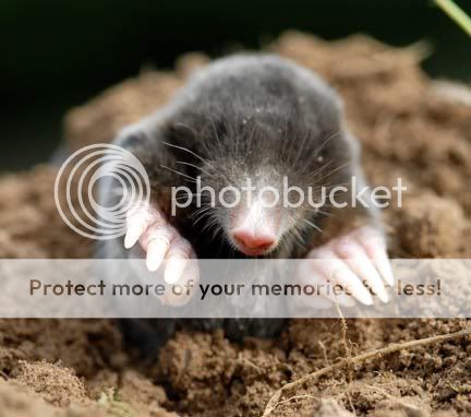 Animals-Rodent-MOLE04.jpg