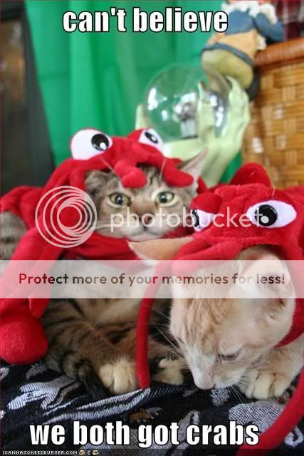 funny-pictures-cats-crab-hats.jpg