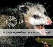 possum-closeup.jpg