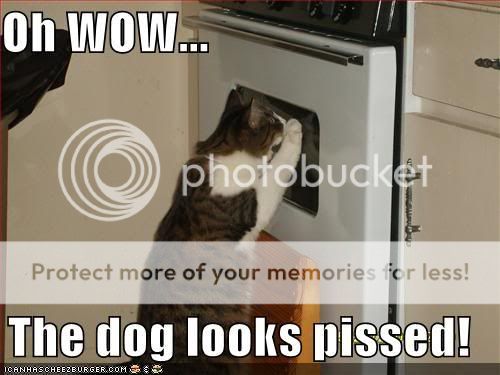 funny-pictures-cat-oven-pissed-d-2.jpg