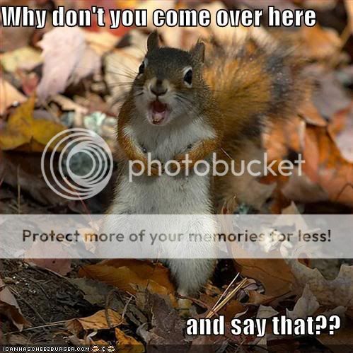 funny-pictures-angry-squirrel-leave.jpg