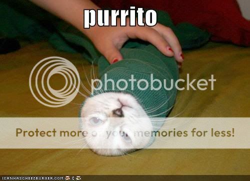 funny-pictures-cat-shirt-sleeve-bur.jpg