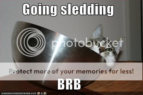 funny-pictures-cat-sledding.jpg