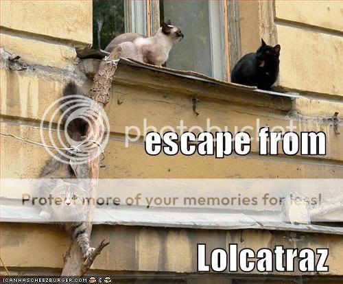 funny-pictures-cats-escape-from-lol.jpg
