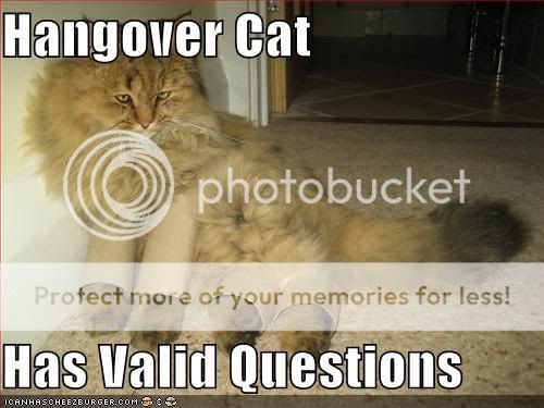 funny-pictures-hangover-cat-cardboa.jpg