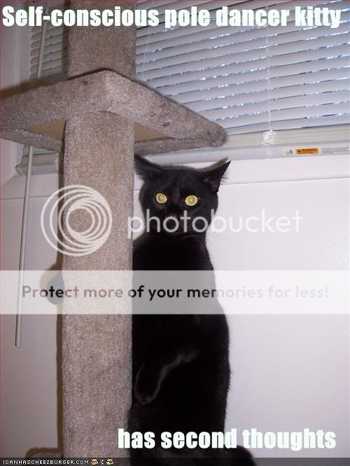 funny-pictures-pole-dancer-cat.jpg