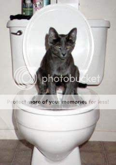 pottycat.jpg