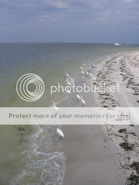 SanibelSeaBirds100906-1.jpg