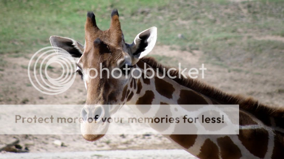 giraffesdwildanimalpark9-08.jpg