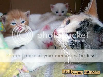 kitties.jpg