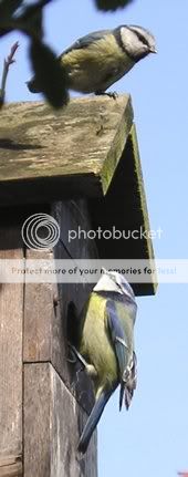 bluetits.jpg