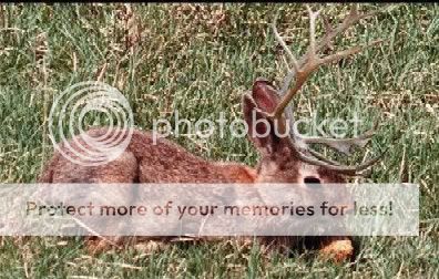 Jackalope.jpg