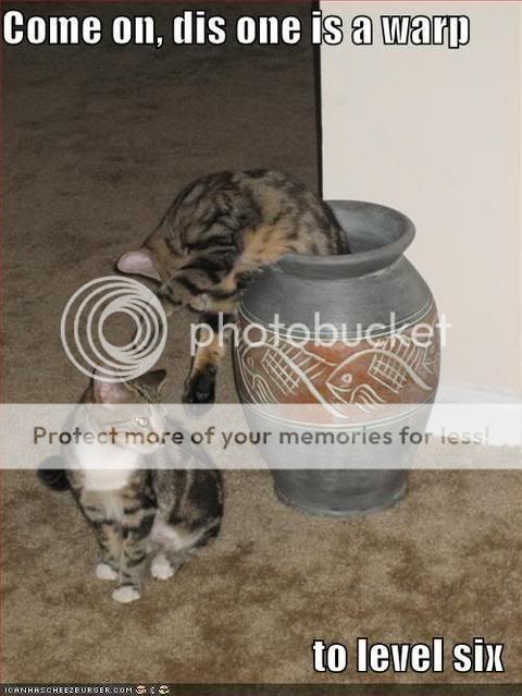funny-pictures-cats-warp-vase-smb2.jpg