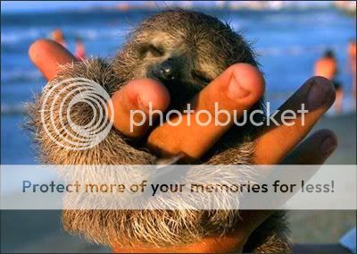 blogo-cute-sloth.jpg