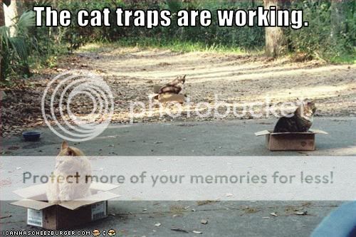 funny-pictures-cat-traps-are-workin.jpg