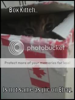 mofoboxkitteh.jpg