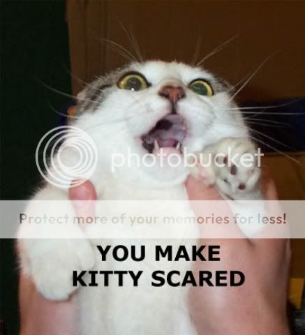 KittyScared.jpg