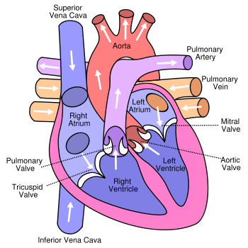 healthbase_heart_anatomy.png