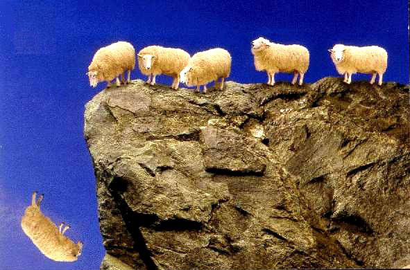 sheep_off_cliff1.jpg