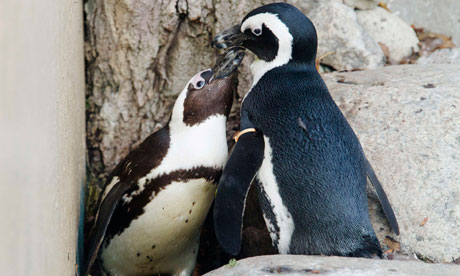 African-penguins-Pedro-ri-007.jpg