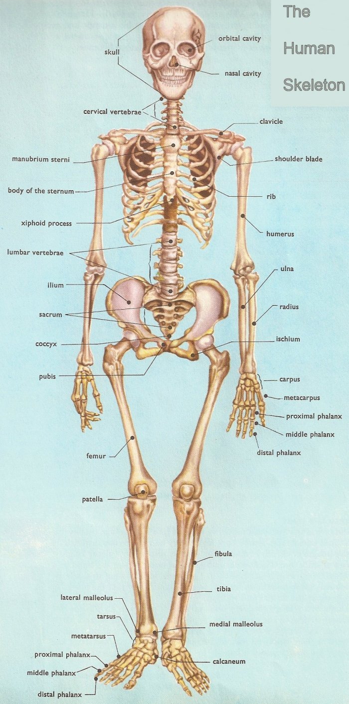 human_skeleton.jpg