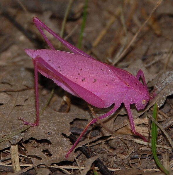 590px-Pink_katydid_New_York.jpg