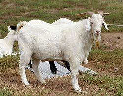 250px-Billy_goat.jpg