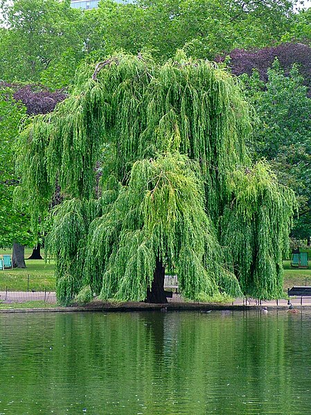 449px-Willow.jpg