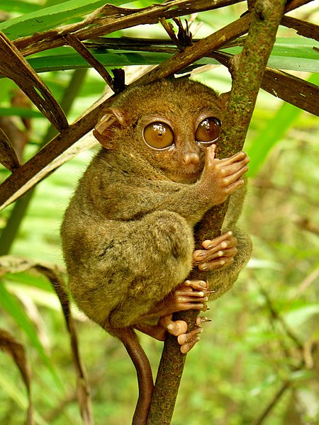 450px-Tarsier_Hugs_Mossy_Branch.jpg