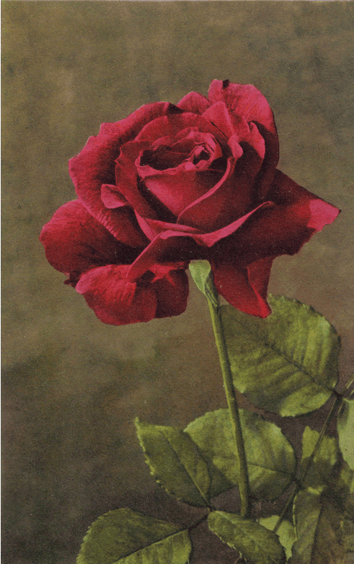rose-postcard-5.gif