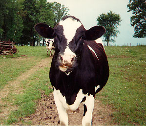 cow1.jpg