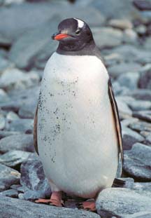 22%204%2017%20Gentoo%20Penguin%20rev%2020030114%20m.jpg