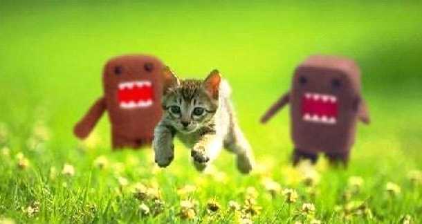 kitten-running_123.jpg