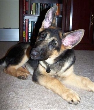 GermanShepherdPuppyBruno.JPG