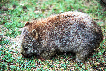 Wombat.jpg