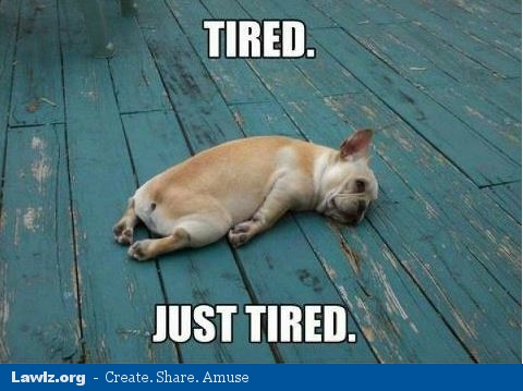 dog-just-tired-resting-funny-meme.jpg