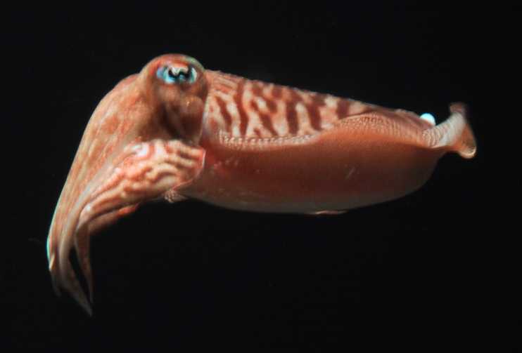 cuttlefish.jpg