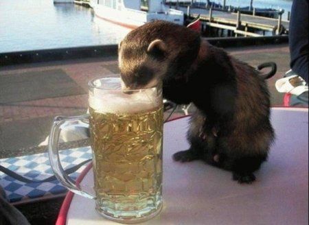 otter-drinking-beer.jpg