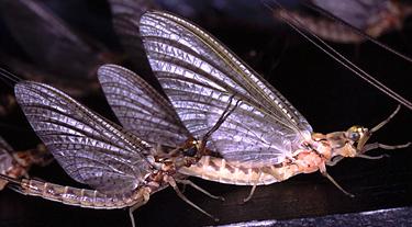 mayfly3.jpg