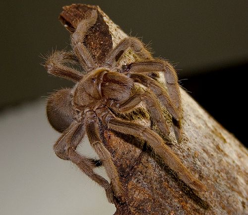 australian-spiders-tarantula.jpg