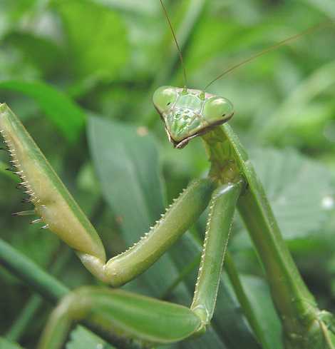 insect_praying_chinese_zorak_mantis.jpg