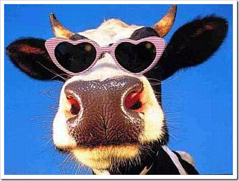 cow-shades2.jpg